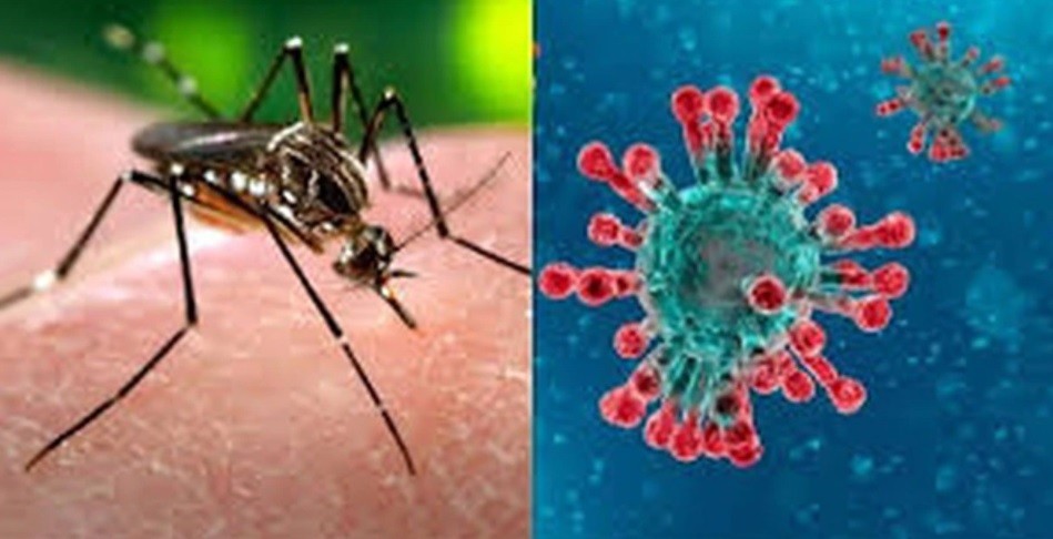 Coinfección: modelo para detectar el contagio simultáneo de coronavirus y dengue | Actualidad