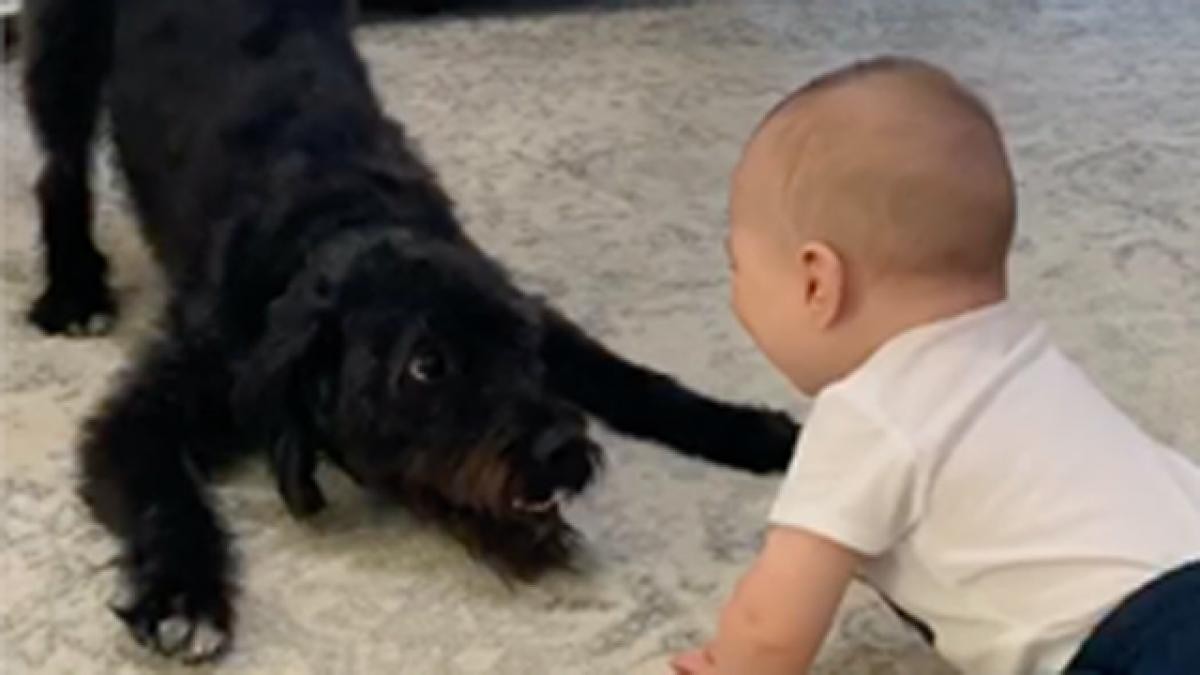 Un bebé de 3 meses murió mientras dormía en su cuna tras el ataque de un perro | Internacionales