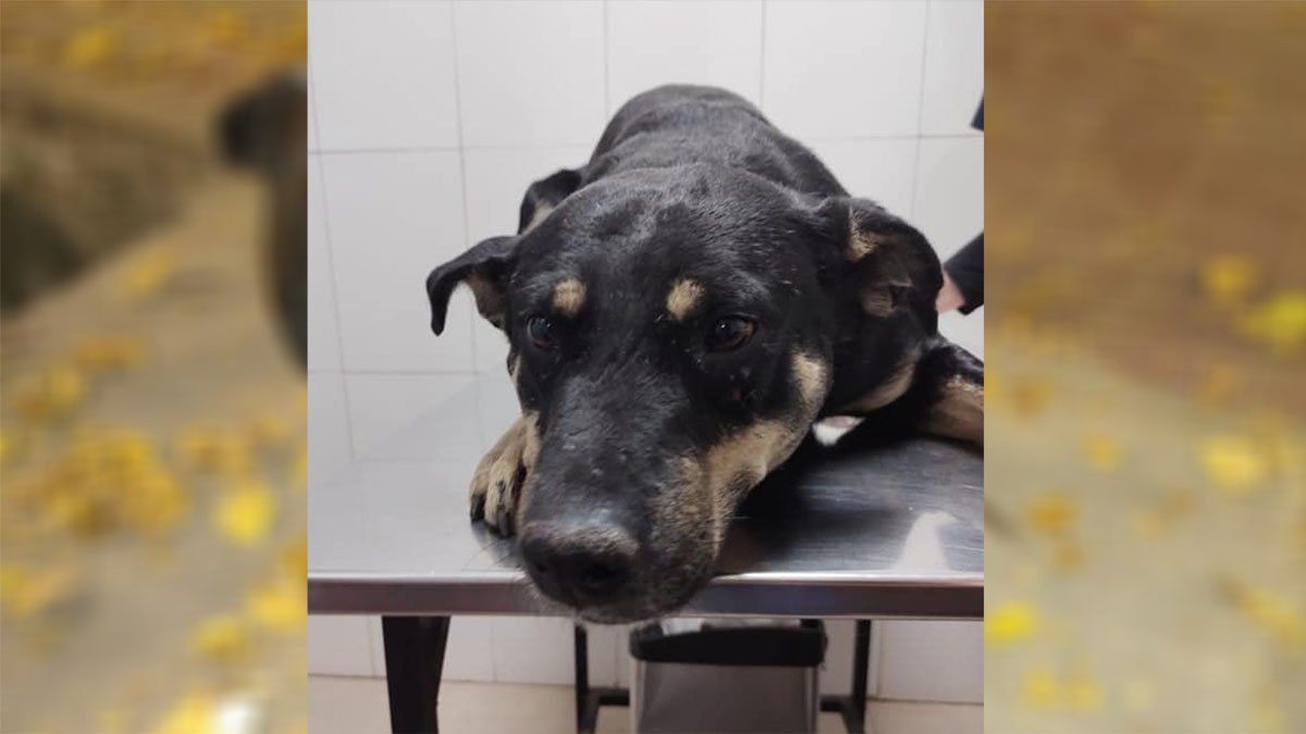 Doloroso caso de maltrato animal en Mendoza: atravesaron a un perro con un hierro | Actualidad