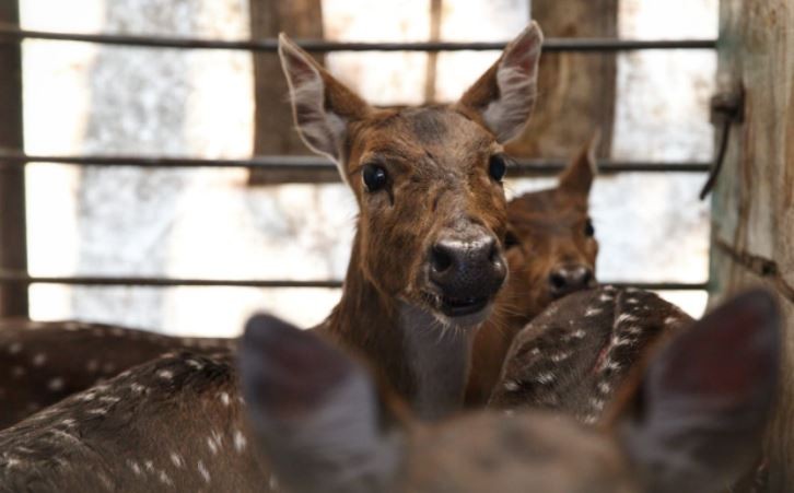 Trasladaron a un santuario natural a 5 ciervos axis que eran mantenidos como mascotas | Curiosidades