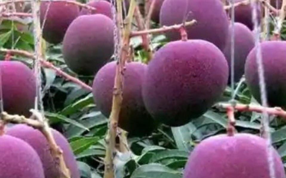 Plantaron por error el mango más caro del mundo: ahora tienen el campo custodiado por guardias y perros | Internacionales