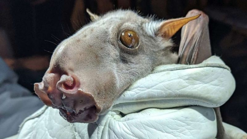 El extraño murciélago que es cazado por su aspecto, pero es vital para la ciencia | Internacionales