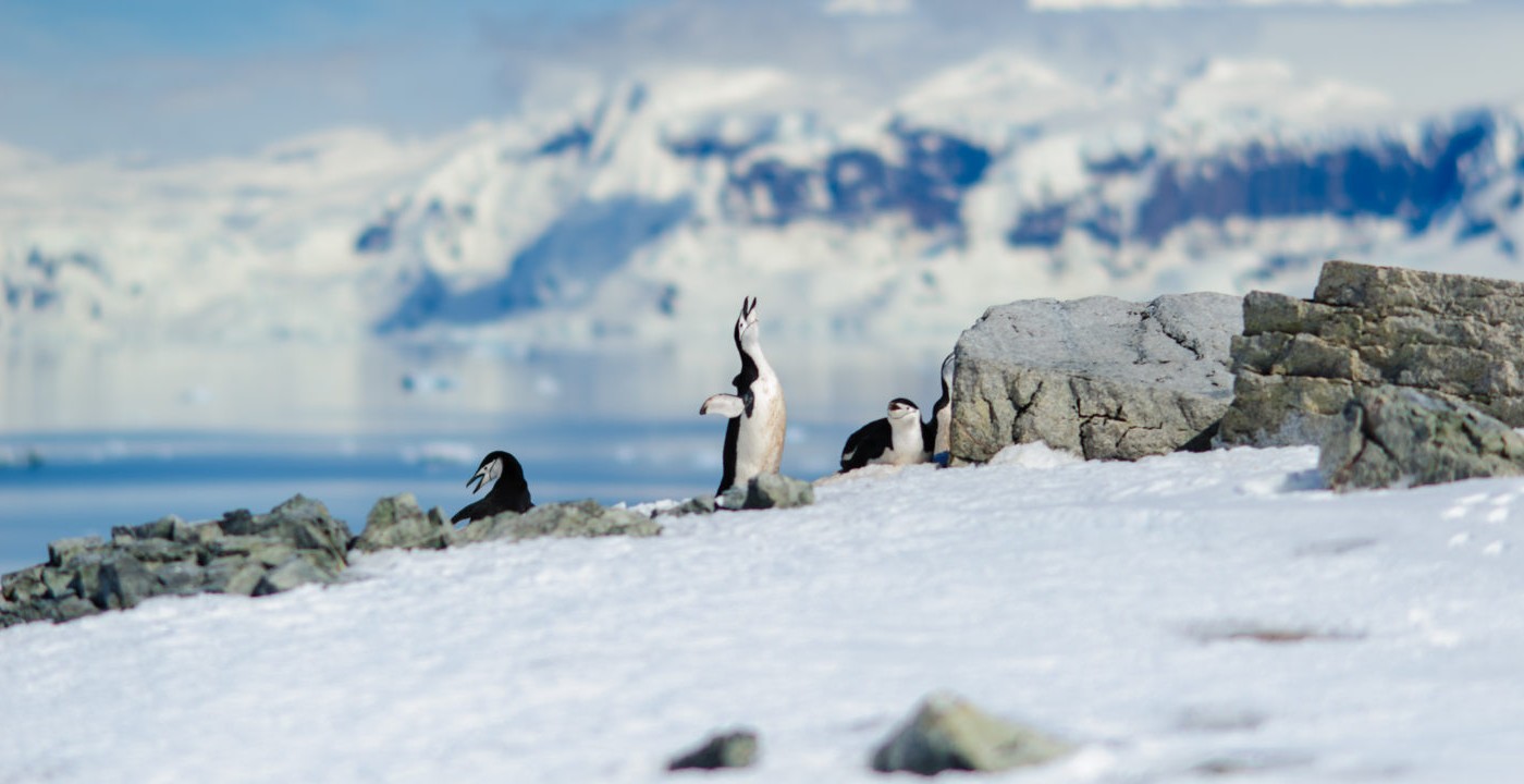 El Tratado Antártico cumple 60 años de su entrada en vigencia | Actualidad
