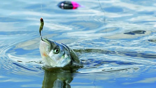 Preocupa el nivel de contaminación hallado en los peces de un lago cordobés | Córdoba