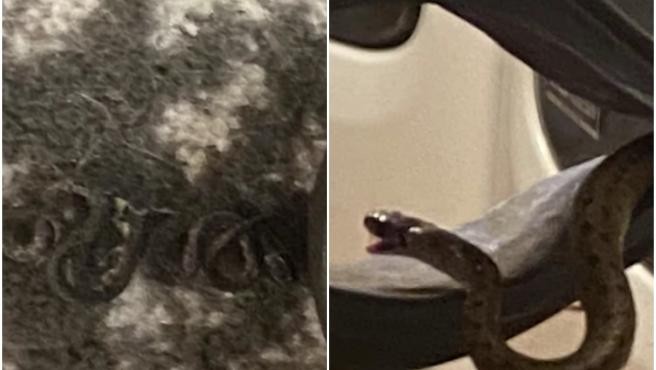 Una mujer encontró 18 serpientes durmiendo abajo de su cama: "Voy a necesitar un cardiólogo" | Internacionales