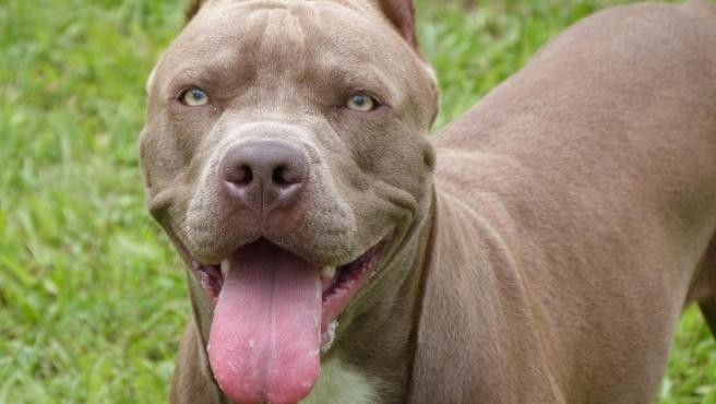 Murió un cachorro de pitbull tras proteger a unos niños del ataque de una serpiente venenosa | Internacionales