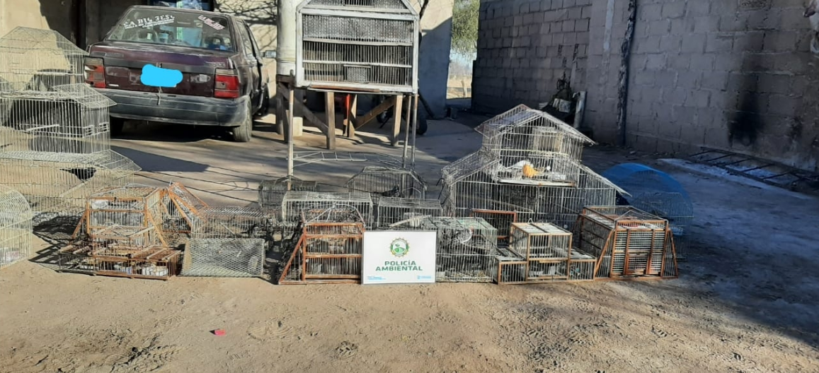 Robo de ganado en Traslasierras, se desbarató una banda de “cuatreros” | Córdoba