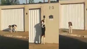 Video viral: el perrito que toca el timbre para entrar a la casa | Internacionales
