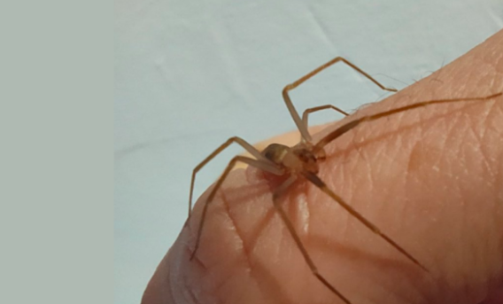 Un turista perdió dos dedos por la picadura de una araña | Internacionales