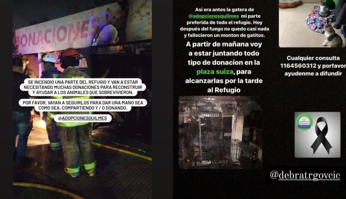 Se incendió un refugio de animales en Quilmes: murieron gran cantidad de gatitos y piden donaciones | Actualidad