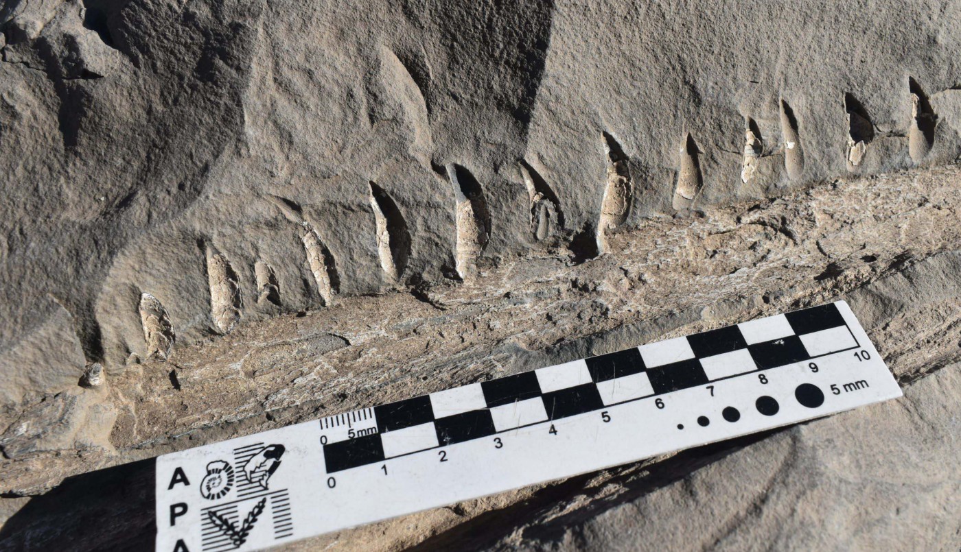 Operario de Vialidad halló restos fósiles de un reptil marino | Actualidad