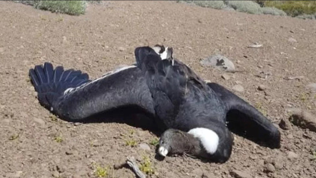 Un cóndor rescatado en 2017 apareció muerto por envenenamiento con agrotóxico | Actualidad