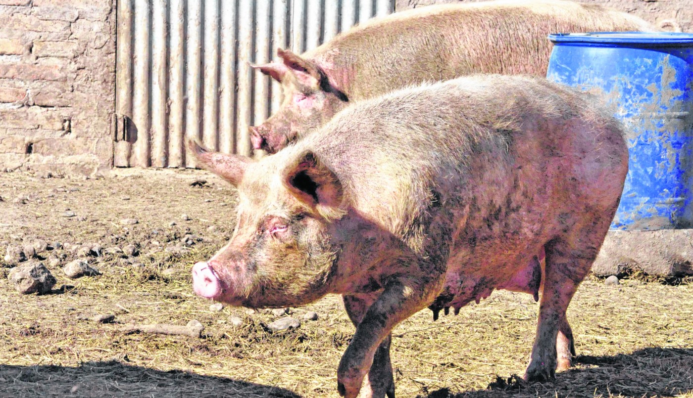 Alerta triquinosis: Se reportaron 17 casos en el interior | Córdoba