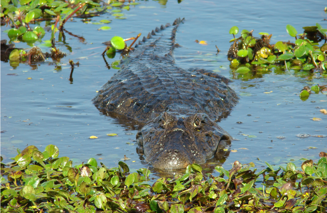 Se investiga la presencia de crías de yacaré en una laguna cercana a Villa María | Córdoba
