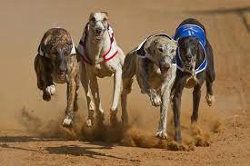 Denuncian que asociación pide regular carreras de galgos, prohibidas por ley en 2016 | Actualidad