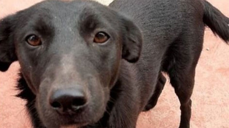 Detienen a un hombre acusado de zoofilia y asesinato contra una perra | Actualidad