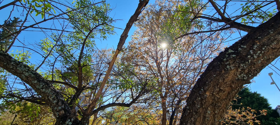 Buen tiempo este lunes feriado: intervalos nubosos, vientos moderados y 27° de máxima | Córdoba
