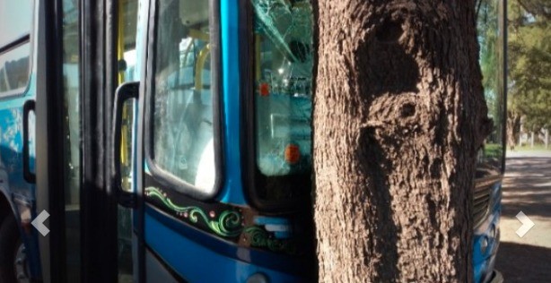 Pusieron en marcha colectivos y los chocaron contra árboles | Actualidad