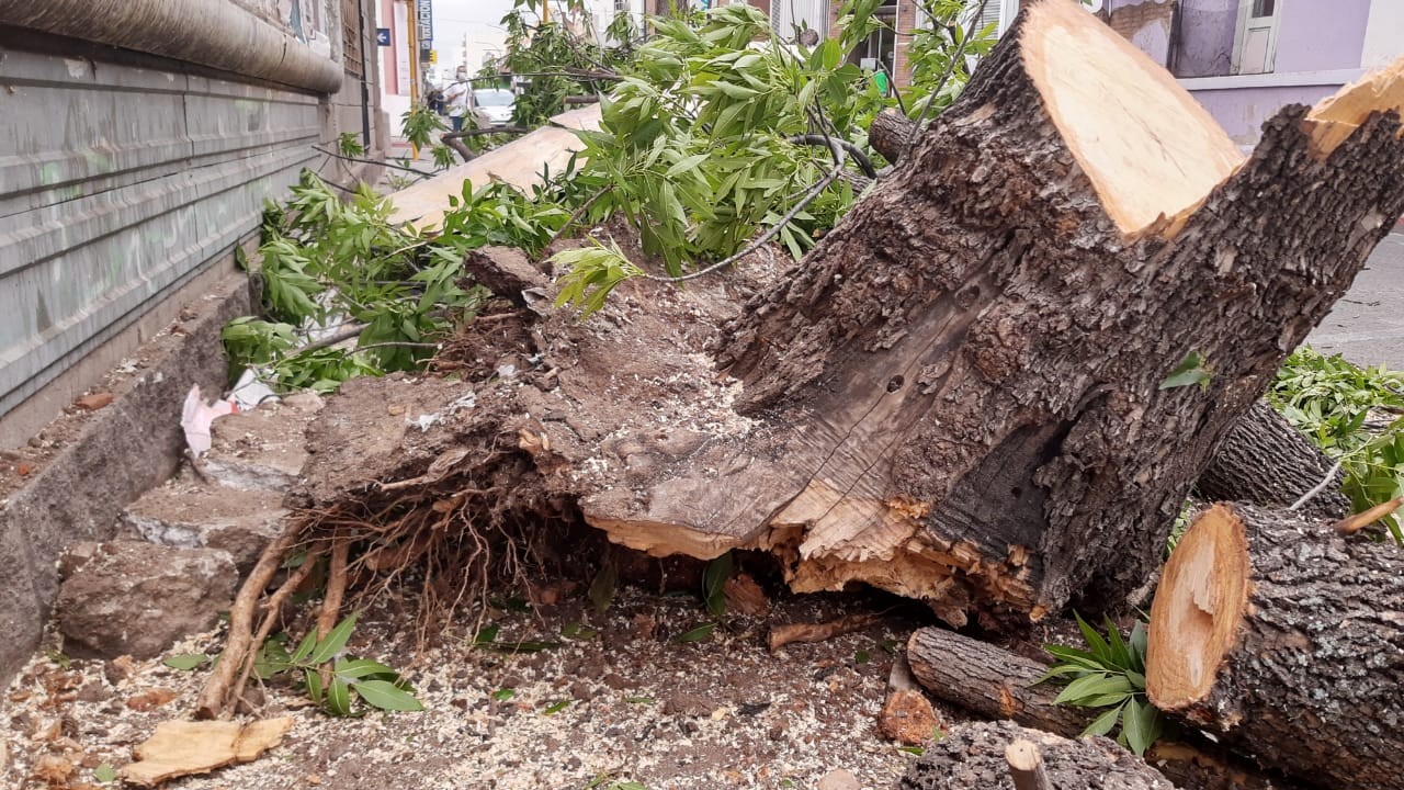 Múltiples destrozos en la ciudad tras el temporal | Córdoba