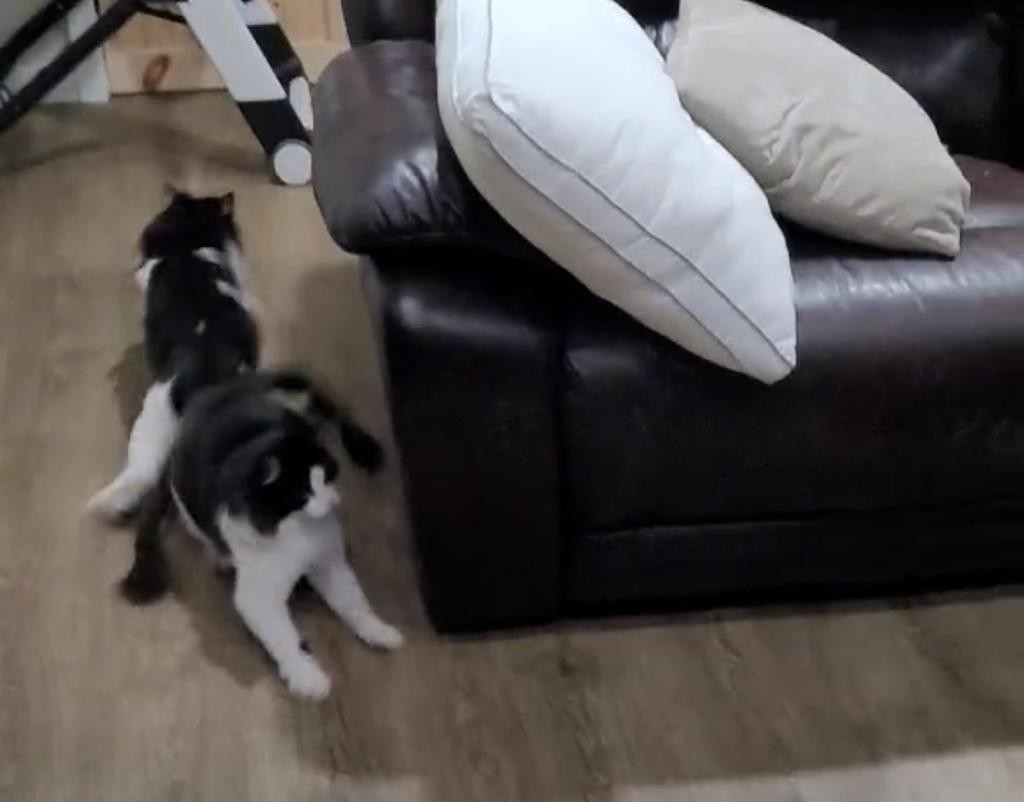 Video: La divertida reacción de dos gatos al ver a su dueña disfrazada de uno | Redes