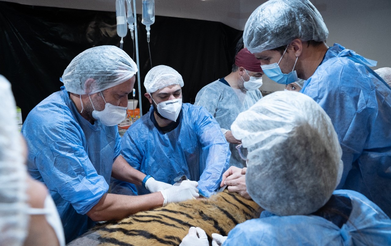 Murió la tigresa de bengala del ex zoológico por un tumor | Córdoba