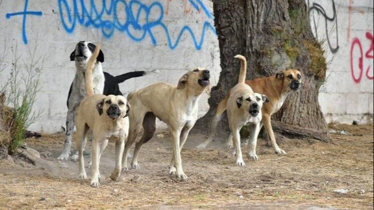 Con motos y drones buscan a los perros que atacaron a una joven en San Juan | Actualidad