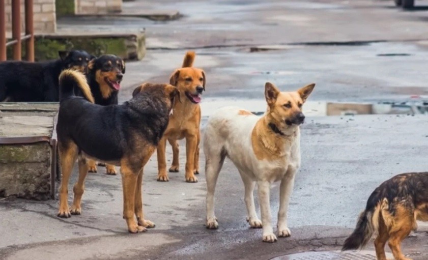 Otro ataque de perros callejeros en San Juan: un nene de 6 años resultó herido cuando jugaba en la vereda | Actualidad