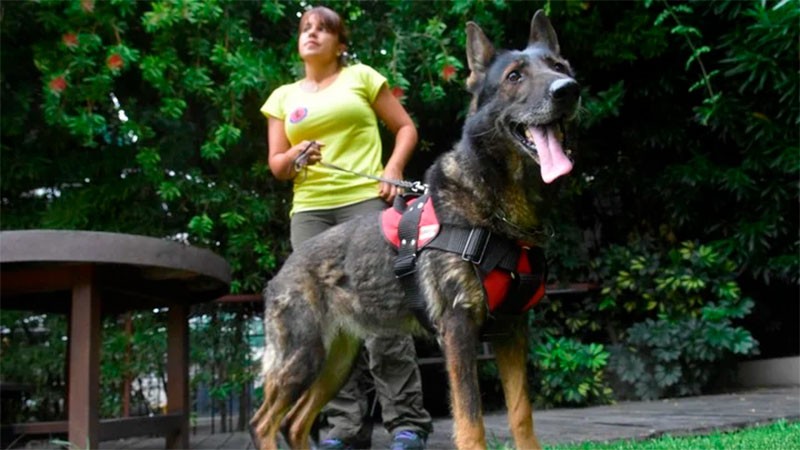 La historia de "Ruca", la perra que fue clave para condenar al doble femicida que se cree gato | Actualidad