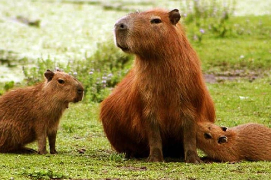 Echan a un funcionario de Corrientes que autorizó la caza de 200 carpinchos | Actualidad