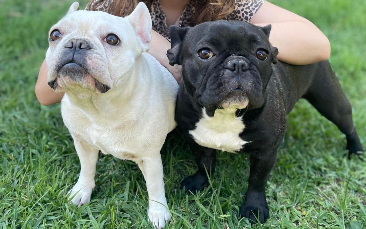 Una familia de Carlos Paz salió a cenar y le robaron hasta los perros | Córdoba