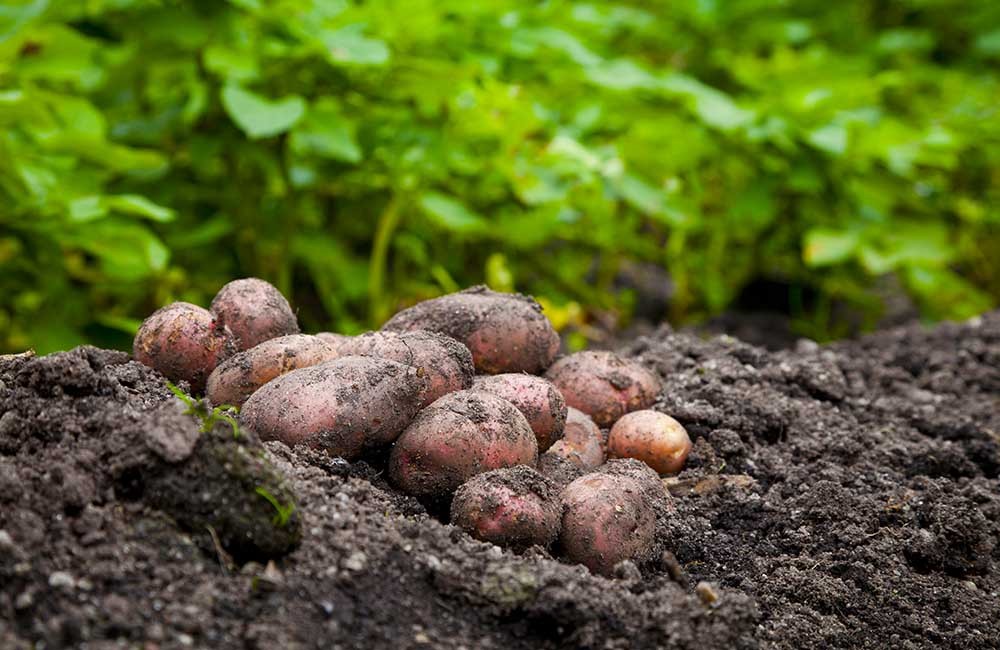 Papas anti-sequía: Investigadores argentinos desarrollan plantas que resisten el estrés hídrico | Actualidad