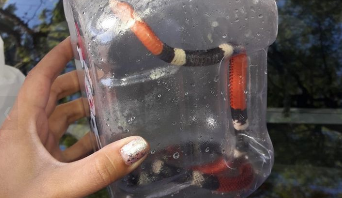 Un alumno llevó una serpiente coral a la escuela | Córdoba