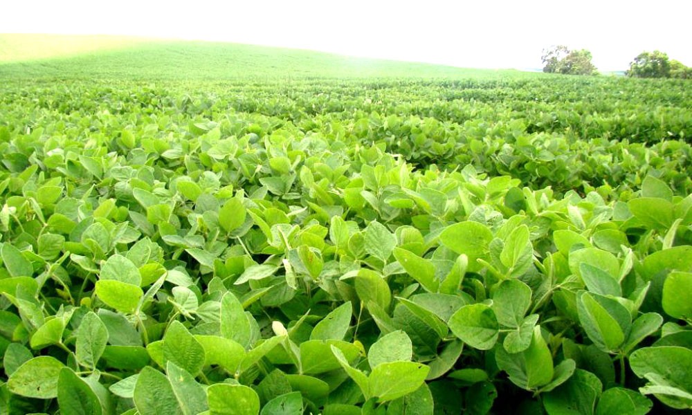 Un desarrollo rosarino que obtiene celulosa desde la soja, premiado en certamen internacional | Actualidad