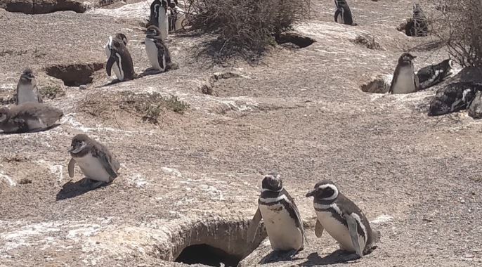 Chubut: el dueño de un campo aplastó más de 140 pingüinos y electrocutó a otro centenar | Actualidad