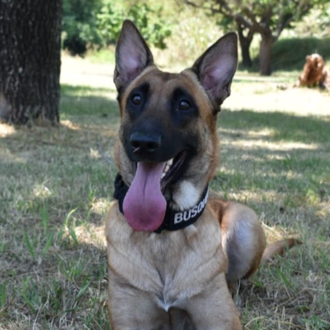 Samara, la perrita de policía que ayudó a encontrar el cuerpo de Nancy | Actualidad