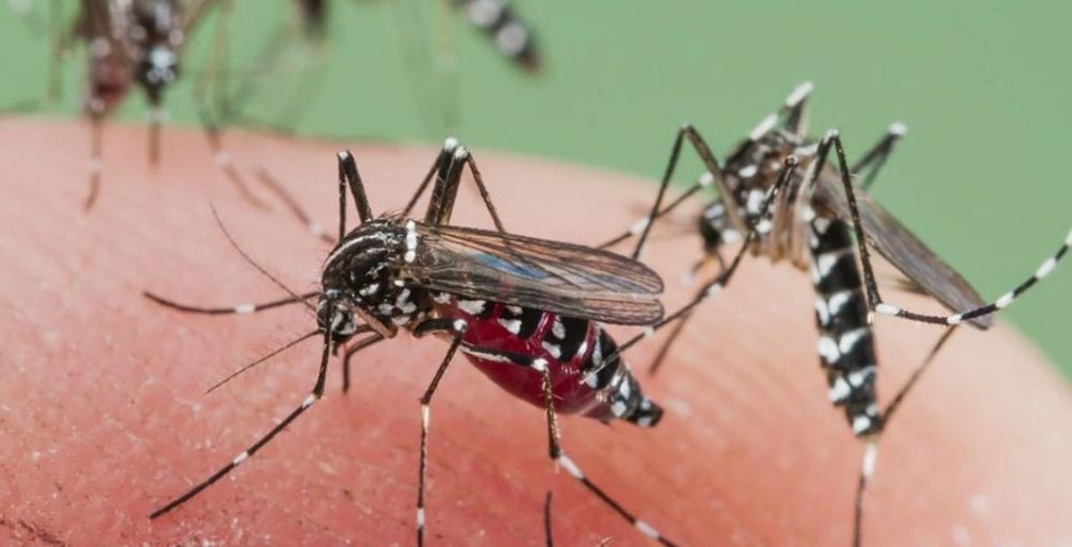 Con casi cuatro mil casos de dengue confirmados en el país, prevén un aumento en los próximos meses | Actualidad