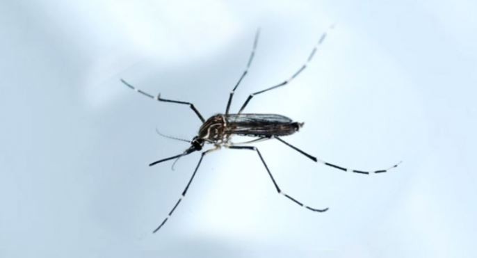 Descubrieron que un pH vaginal bajo promovería la transmisión del zika de hombre a mujer | Actualidad