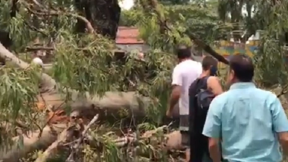 Desesperado pedido de la madre de la nena a la que le cayó un árbol en la plaza: "Recen por ella" | Actualidad