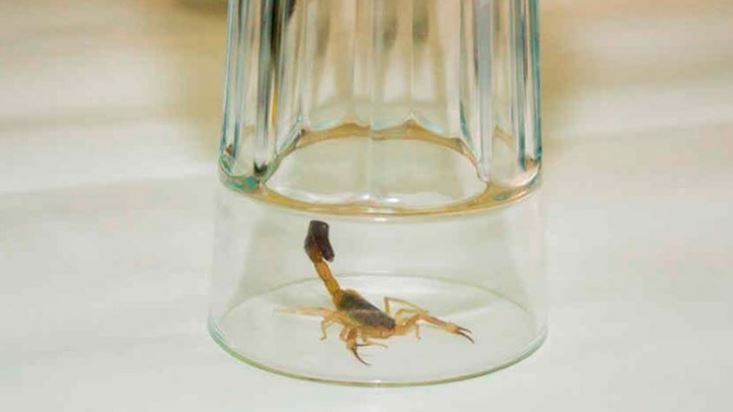 Una nena fue picada tres veces por un alacrán mientras dormía | Actualidad