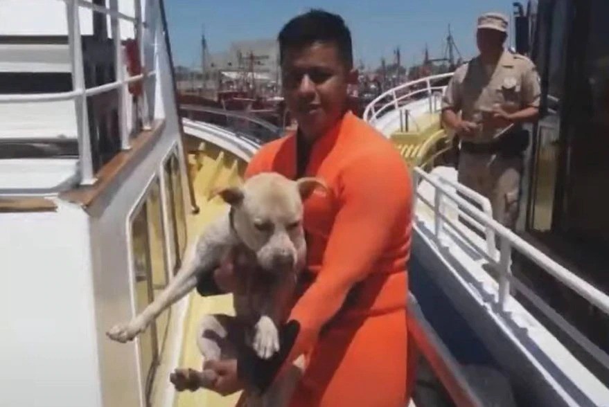 La Prefectura Naval salvó a un perro que se ahogaba en Mar del Plata | Actualidad