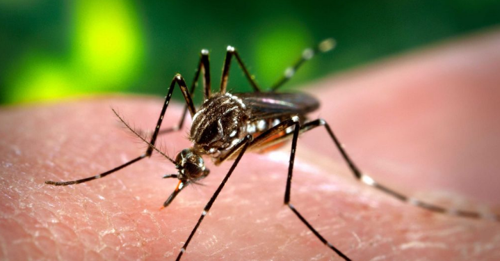 Continúan los operativos para la prevención del dengue, la chikungunya y el zika | Córdoba