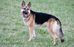 Llevó a bañar a su perro y lo encontró muerto: peluquero canino deberá pagarle $100.000 | Actualidad