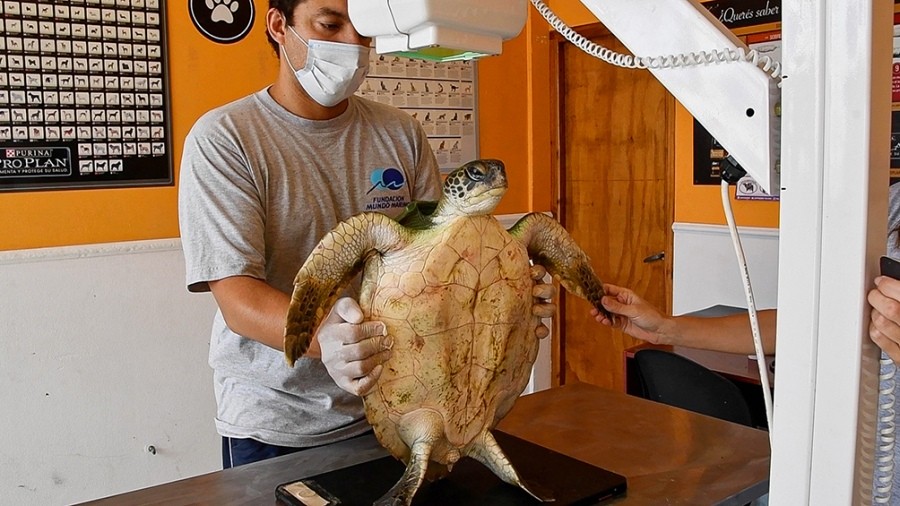 Seis tortugas marinas fueron regresadas al mar en San Clemente | Curiosidades