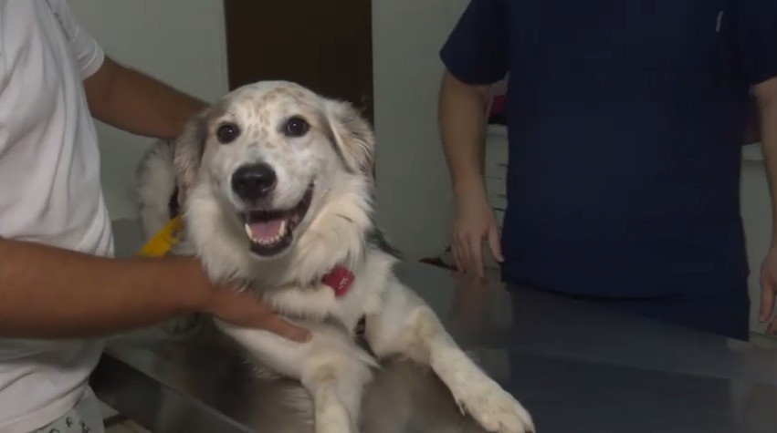 Qué cuidados hay que tener con los perros para protegerlos del sol | Actualidad