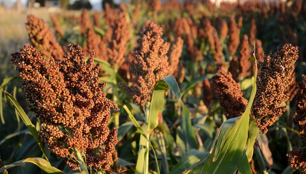 National Geographic eligió al sorgo como aliado contra el cambio climático | Internacionales