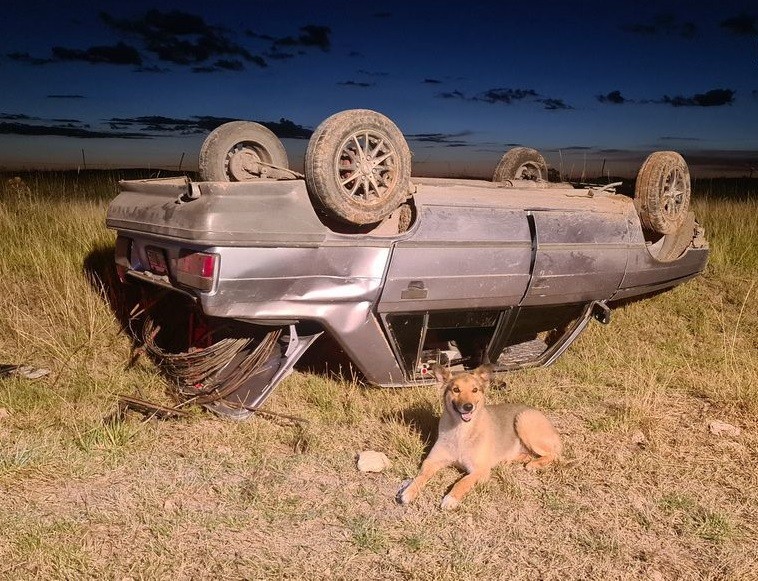 Pringles: volcó con su auto y su perro nunca se despegó de él | Actualidad