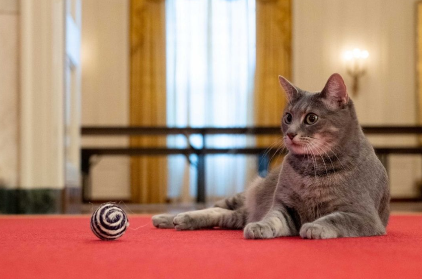 Bienvenida Willow: Joe Biden llevó una nueva mascota a la Casa Blanca | Internacionales