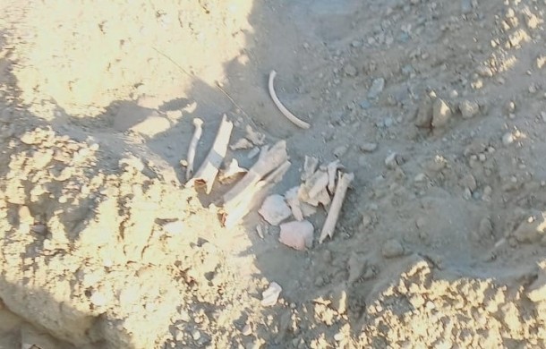 Encontraron restos óseos de unos 60 años de antigüedad en Carmen de Patagones: "Serían más de diez cuerpos | Actualidad