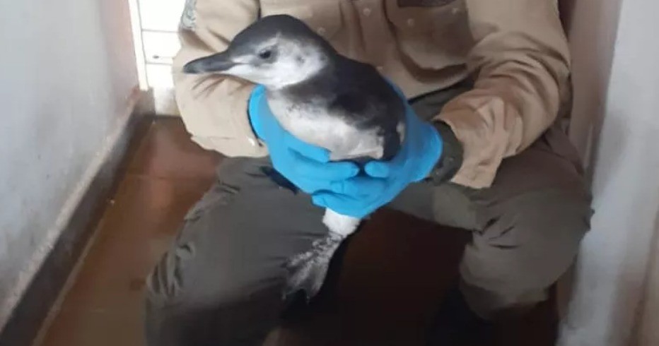 Rescataron al pingüino que llevaron hinchas a la cancha | Actualidad