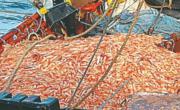 Murió tras ser golpeado por un cajón con langostinos | Actualidad